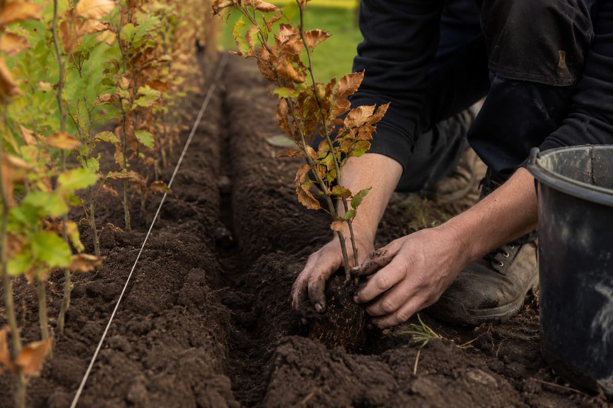 Rotbuchenhecke wird in den Garten gepflanzt | Aalst Gartenpflanzen