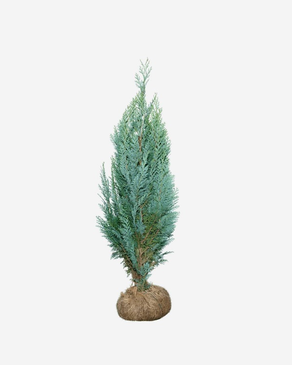 Blaue Kalifornische Zypresse 120-140 cm, bekannt als Chamaecyparis lawsoniana „Columnaris Glauca“. Direkt vom Züchter, schnell und einfach zu bestellen.