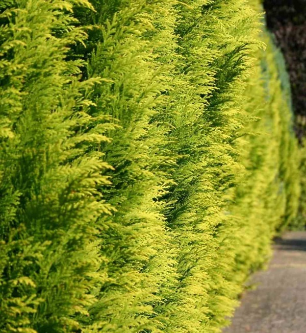 Chamaecyparis lawsoniana 'Ivonne' hedge - Immergrüne Gelbe Kalifornische Zypresse mit dichten, frischgrünen Nadeln | Aalst Garden Plants.
