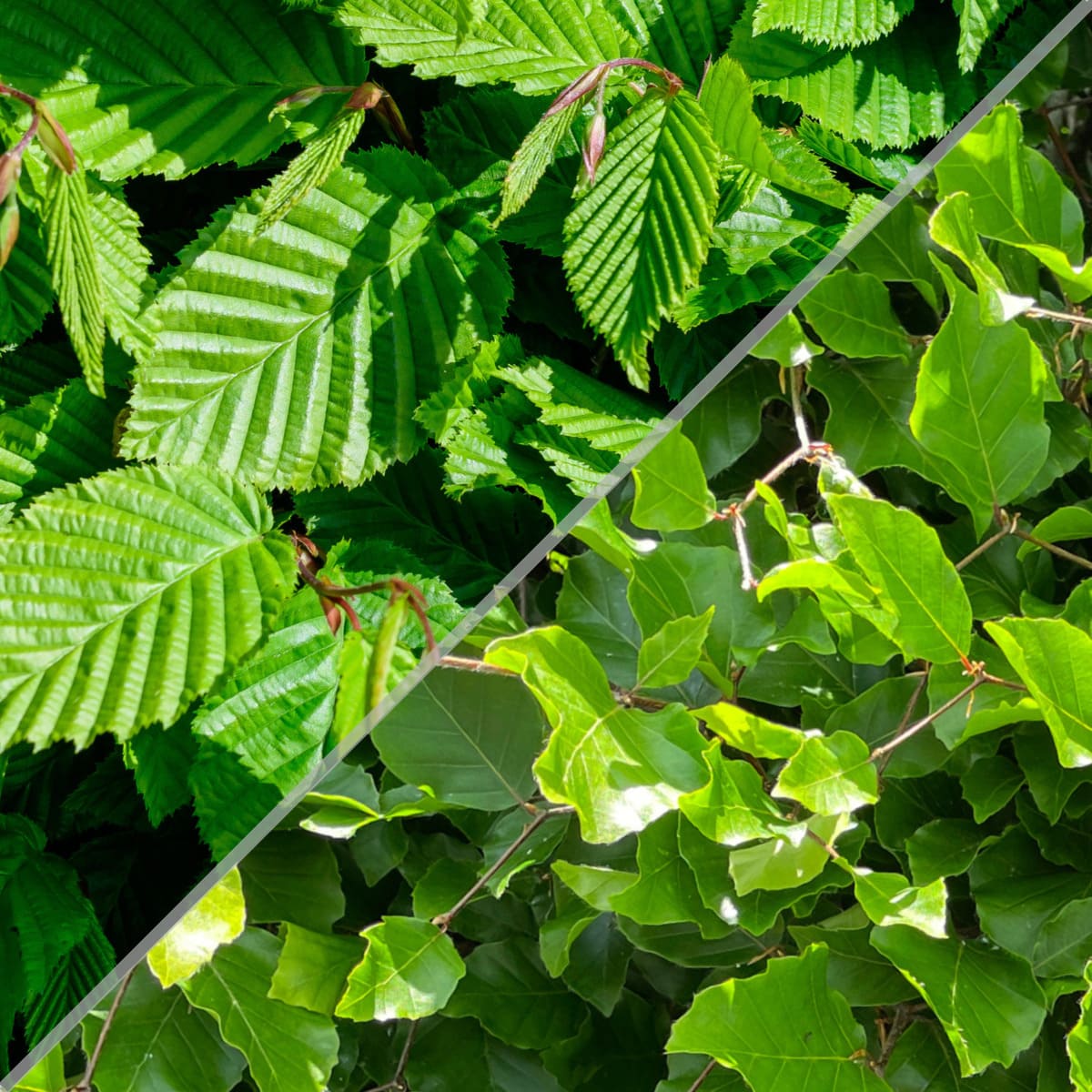Was ist der Unterschied zwischen Hainbuche und Rotbuche?