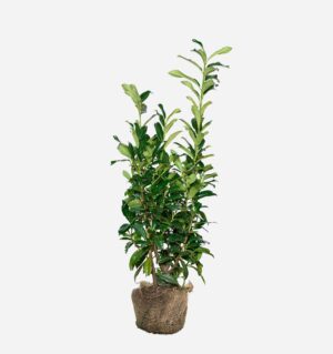 Lorbeer „Genolia“ 100-120 cm, bekannt als Prunus laurocerasus „Genolia“. Direkt vom Züchter, schnell und einfach zu bestellen.