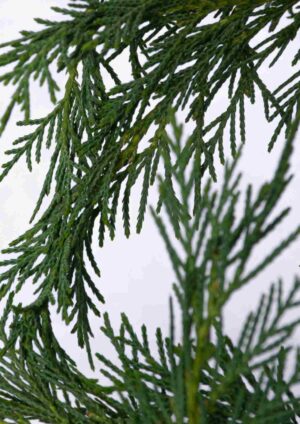 Zypresse „Leylandii“ - Immergrüne Cupressocyparis „Leylandii“ mit dichten, frischgrünen Nadeln | Aalst Garden Plants.