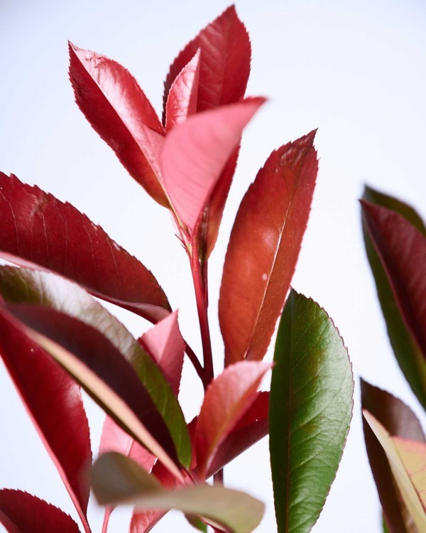 Glanzmispel 'Red Robin' - Immergrüne Photinia Fraseri 'Red Robin' mit glänzenden Blättern und auffallend rot gefärbten Neutrieben | Aalst Garden Plants.