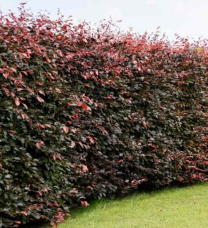 Rotbuchenhecke (Fagus sylvatica 'Atropunicea') mit frischen grünen/roten Blättern - Starke und vielseitige Heckenpflanze von Aalst Tuinplanten.