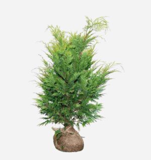 Gelbe Kalifornische Zypresse 80-100 cm, bekannt als Chamaecyparis lawsoniana „Ivonne“. Direkt vom Züchter, schnell und einfach zu bestellen.