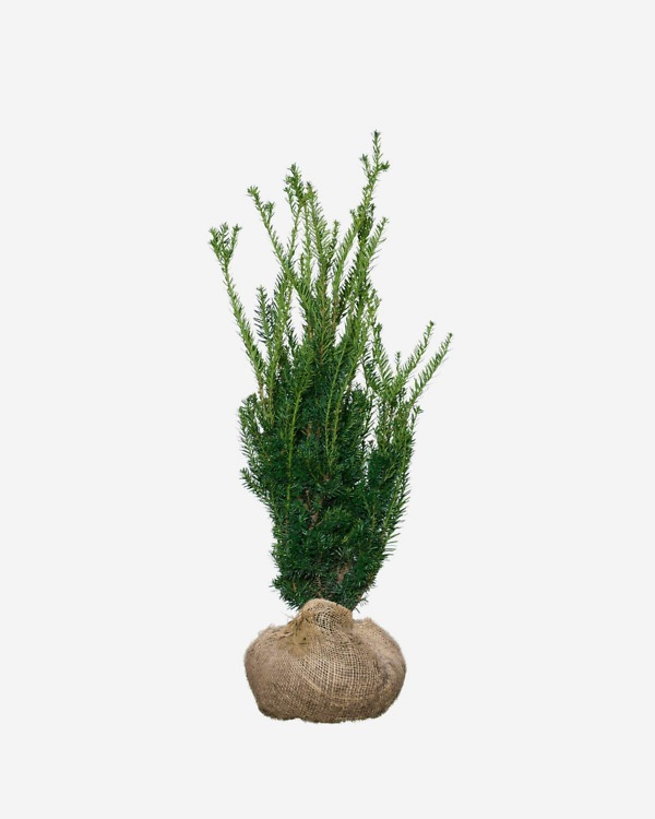 Taxus Media „Hillii“ 100-120 cm, bekannt als Hirschbaum „Hillii“. Direkt vom Züchter, schnell und einfach zu bestellen.