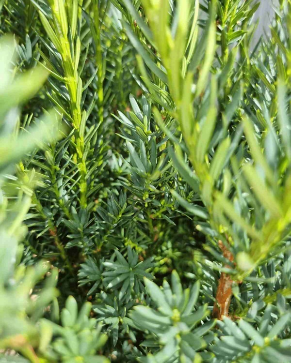 Taxus Media „Hillii“ - Immergrüne Rebe „Hillii“ mit dichten, frischgrünen Nadeln | Aalst Garden Plants.