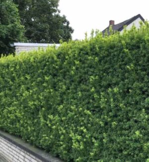 Taxus Media 'Hillii' Hecke - Immergrüner Weinstock 'Hillii' mit dichten, frischgrünen Nadeln | Aalst Garden Plants.