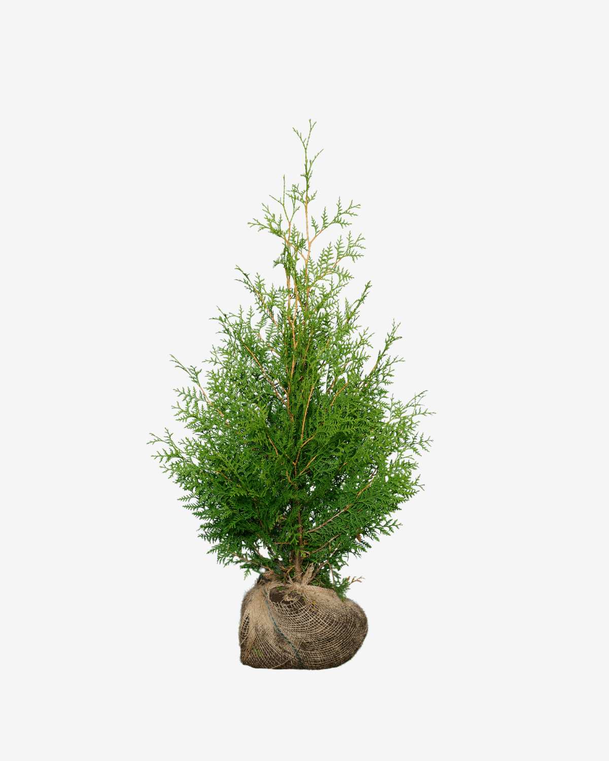 Thuja „Brabant“ 100-120 cm, bekannt als Thuja occidentalis „Brabant“. Direkt vom Züchter, schnell und einfach zu bestellen. 