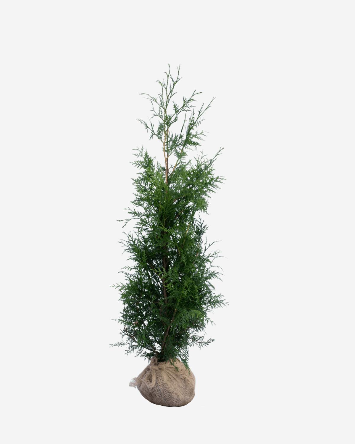 Thuja „Excelsa“ 120-140 cm, bekannt als Thuja plicata „Excelsa“. Direkt vom Züchter, schnell und einfach zu bestellen.