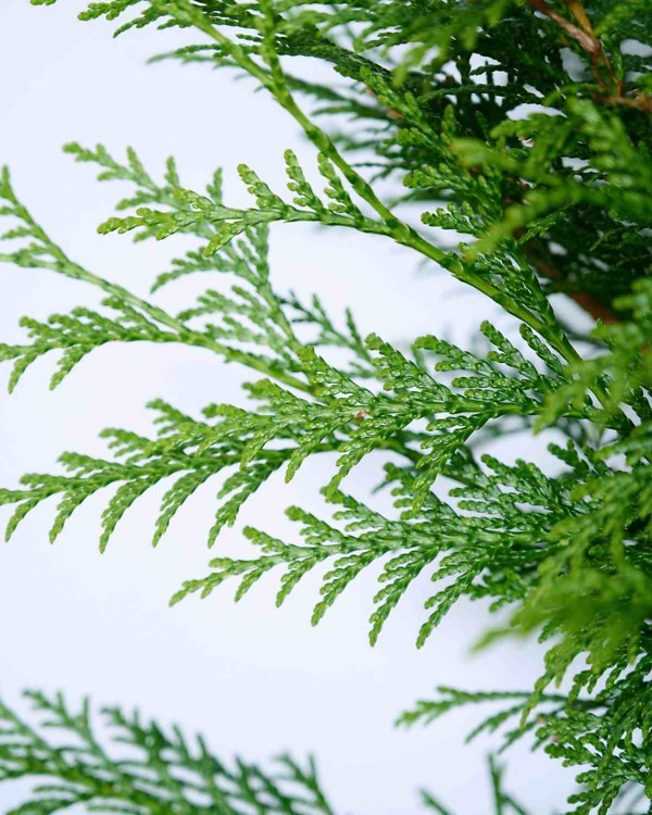 Thuja plicata „Martin“ - Immergrüner Lebensbaum „Martin“ mit dichten, frischgrünen Nadeln | Aalst Tuinplanten.