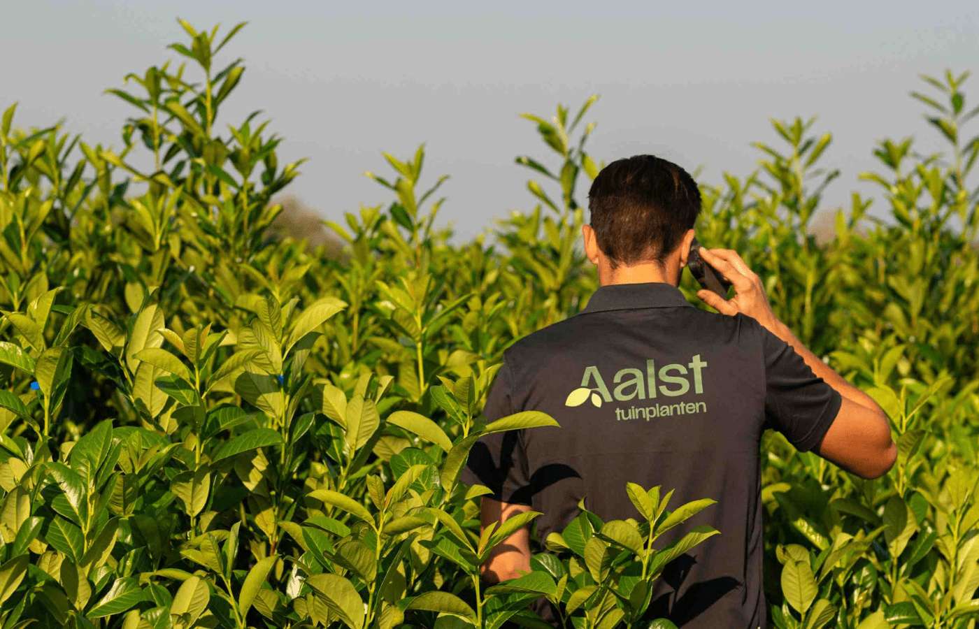 Medewerker van Aalst Tuinplanten belt met klant tussen de laurierplanten