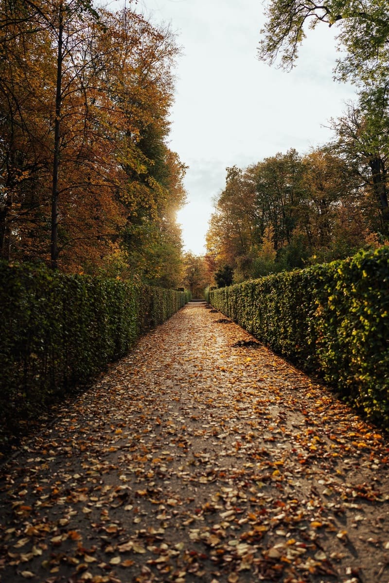 Lang pad met 2 hagen aan weerszijde in de herfst.